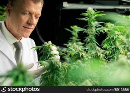 A male scientist inspects the gratifying leaves of cannabis plant. Researcher working on cannabis inspection in grow facility cannabis farm for medicinal cannabis products for medical purposes.. A male scientist inspects the gratifying leaves of cannabis plant.