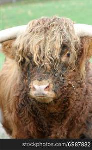 A male Scottish Highland Cattle from the front. Ein m?nnliches Schottisches Hochlandrind von vorne
