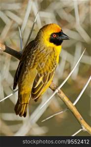 A male southern masked weaver  Ploceus velatus  perched on a branch, South Africa 