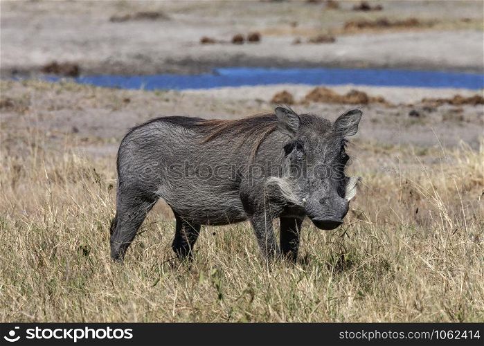 A male Warthog (Phacochoerus africanus) in Etosha National Park in Namibia, Africa.