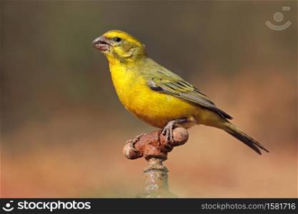 A male yellow canary (Crithagra flaviventris) perched on a tap, South Africa