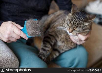 a man combs the fur of his pet gray cat with brush.. a man combs the fur of his pet gray cat with brush
