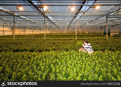 A man, crouching in between endless rows of potted plants inside a glasshouse