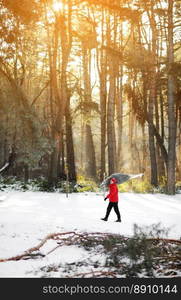 A man drags a felled tree for Christmas and New Year. He goes to the car through the winter forest. Image with selective focus and toning.. A man drags a felled tree for Christmas and New Year. He goes to the car through the winter forest. Image with selective focus and toning