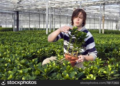 A man examining plants in a glasshouse