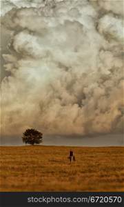 A man goes to a tree standing alone. In the background is a huge cloud.