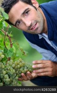 A man harvesting grapes.
