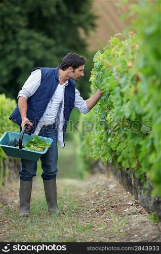 a man harvesting grapes in a vine