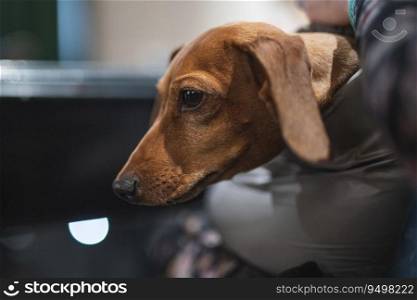 a man holds a dachshund dog in his arms