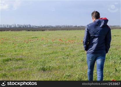 A man in a jacket on a field of tulips. Glade with tulips.. A man in a jacket on a field of tulips. Glade with tulips
