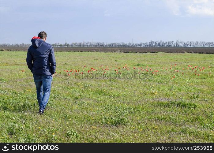 A man in a jacket on a field of tulips. Glade with tulips.. A man in a jacket on a field of tulips. Glade with tulips