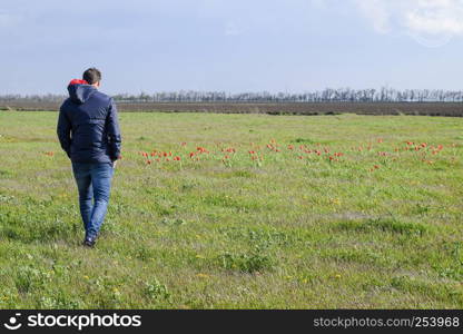 A man in a jacket on a field of tulips. Glade with tulips.. A man in a jacket on a field of tulips. Glade with tulips