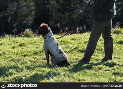 A man out game shooting with his springer spaniel