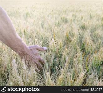 a man&rsquo;s hand touching the ears of barley in a field