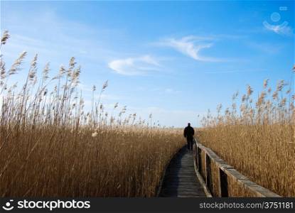 A man walking at a footpath in the reeeds at the swedish island Oland.