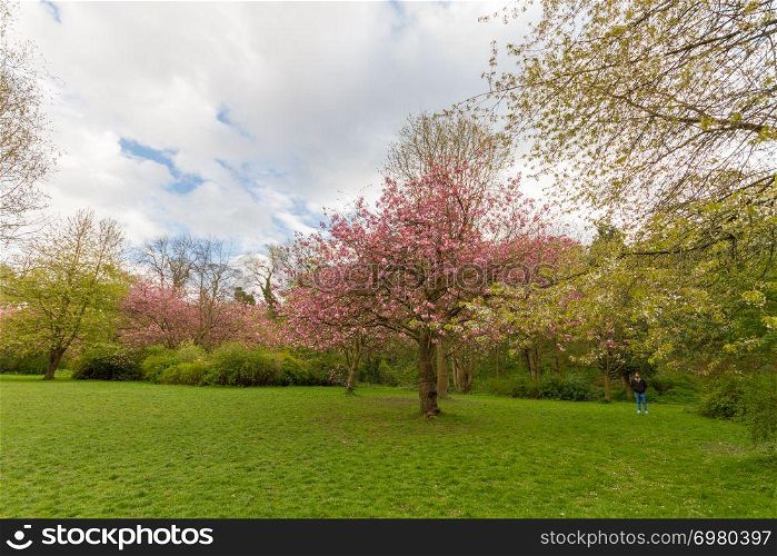 A man wandering in Jesmond Dene park in Newcastle among blossoming kwanzan cherry trees on a beautiful spring afternoon