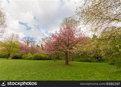 A man wandering in Jesmond Dene park in Newcastle among blossoming kwanzan cherry trees on a beautiful spring afternoon