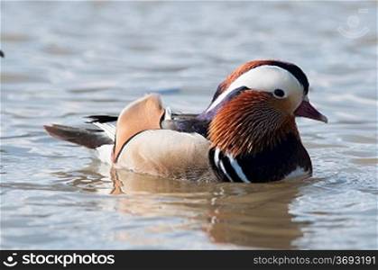 A mandarian duck on a lake