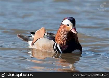 A mandarian duck on a lake