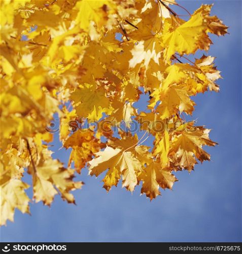 A Maple tree in fall, shot against blue sky. Short depth-of-field.