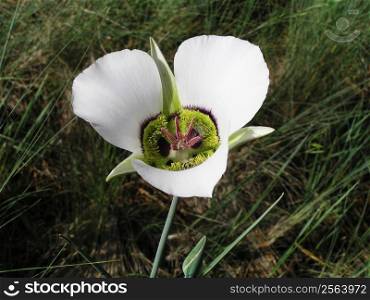A Mariposa Lily (Calchortus supurbus) stands amongst wild grass.