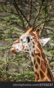 A Masai Giraffe eating leafs from a thorny acacia tree.