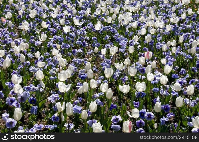 A mass display of blue Pansies and white Tulips at Floriade, Canberra, Australia
