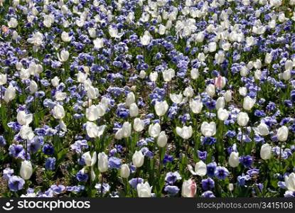 A mass display of blue Pansies and white Tulips at Floriade, Canberra, Australia