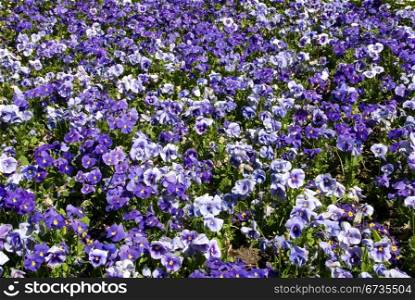 A mass display of blue pansies, Floriade, Canberra, Australia