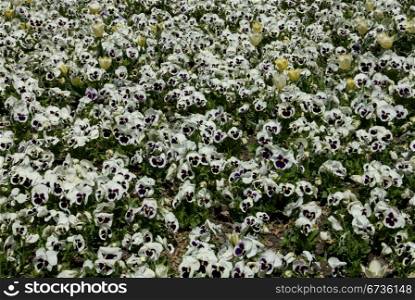 A mass display of pansies, Floriade, Canberra, Australia