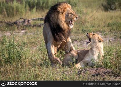 A mating couple of Lions in the Chobe National Park, Botswana.