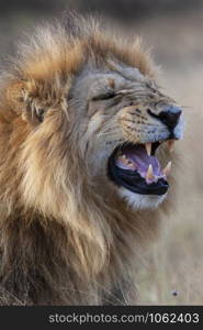 A mature male lion (Panthera leo) in the Savuti Region of Botswana, Africa.