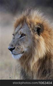 A mature male lion (Panthera leo) in the Savuti Region of Botswana, Africa.