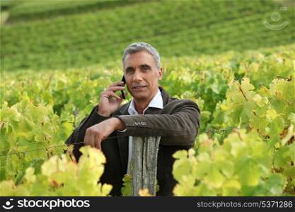 A mature man in a middle of a vineyard.