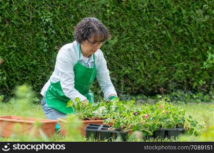 a mature woman potting geranium flowers