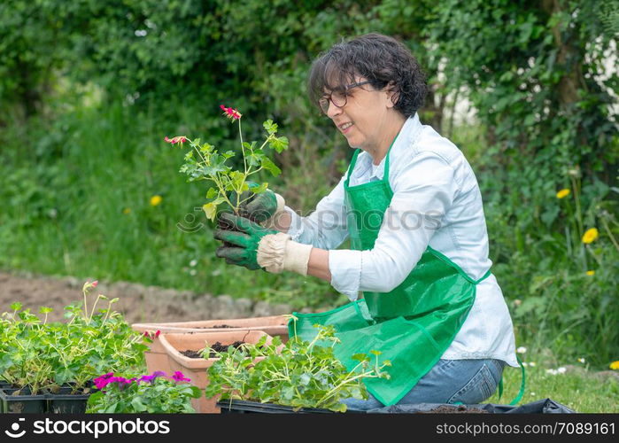 a mature woman potting geranium flowers