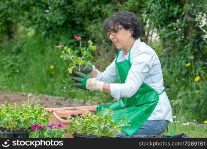 a mature woman potting geranium flowers