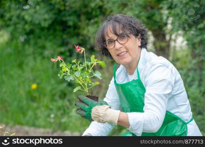 a mature woman potting geranium flowers