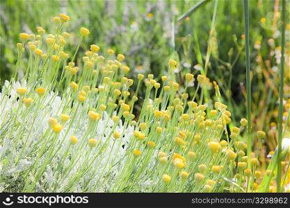 A Meadow of yellow chamomile; horizontal orientation