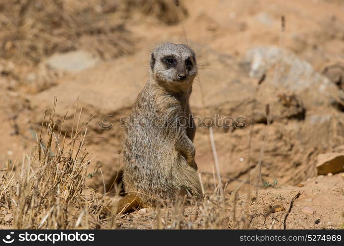 A meerkat or suricate watching out for danger