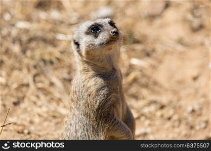 A meerkat or suricate watching out for danger