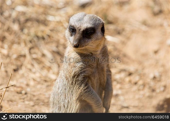 A meerkat or suricate watching out for danger