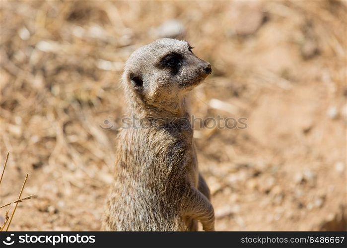 A meerkat or suricate watching out for danger. meerkat