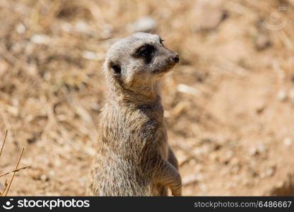 A meerkat or suricate watching out for danger. meerkat