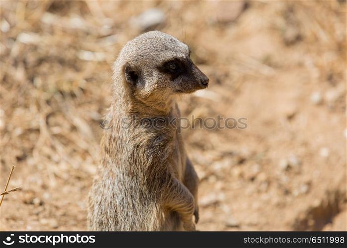A meerkat or suricate watching out for danger. meerkat