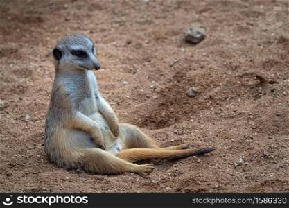 A meerkat sitting in sand, (Suricata suricatta).