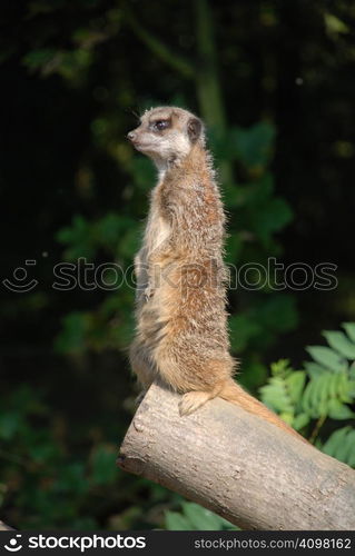 A Meerkat standing upright on the end of a tree trunk, keeping watch for its group