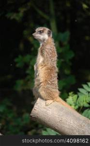 A Meerkat standing upright on the end of a tree trunk, keeping watch for its group