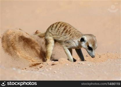 A meerkat (Suricata suricatta) foraging actively in natural habitat, Kalahari desert, South Africa