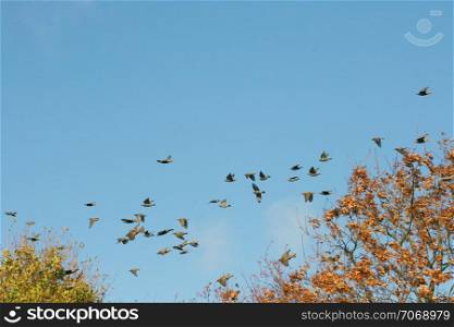 a migratory flock in search of food before the flight to the South
